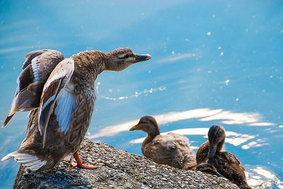 Close-up of ducks on lake