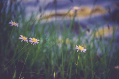 Close-up of flowers blooming outdoors