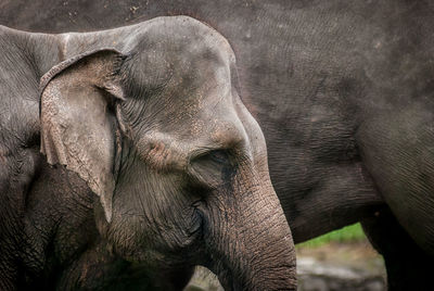 Close-up of elephant