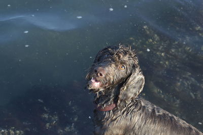 High angle view of dog in sea