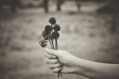 Cropped hand of woman holding wilted flowers