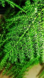 Close-up of fern in forest