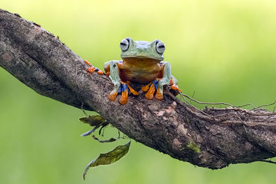 Close-up portrait of frog on branch