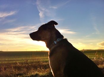 Dog standing on field at sunset