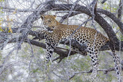 Leopard sitting on tree branch