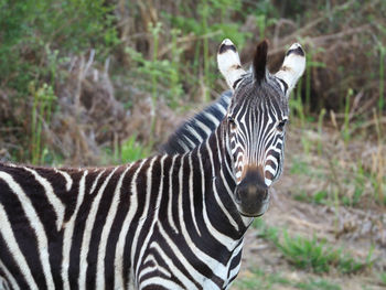 Portrait of zebras