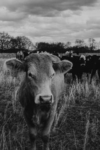 Portrait of cow standing on field against sky