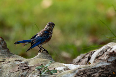 Close-up of bird perching on rock