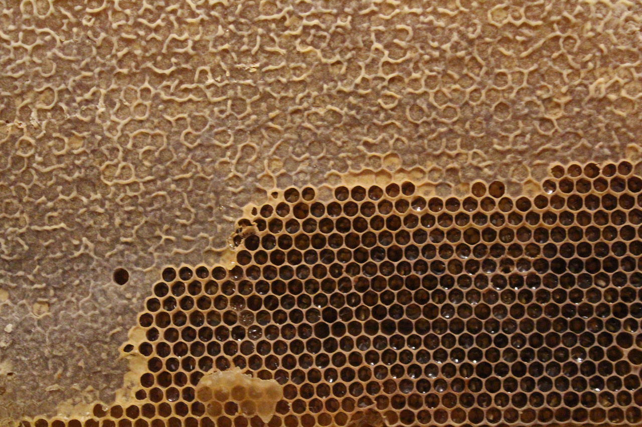 CLOSE-UP OF BEE ON A LEAF