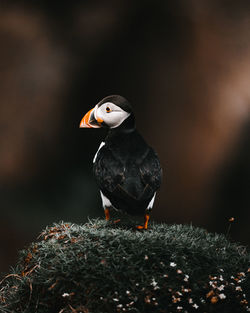 Close-up of puffin perching on land