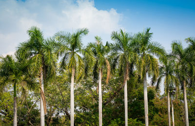 Coconut palm trees against sky