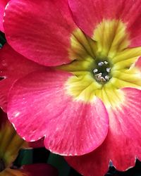 Macro shot of pink rose flower