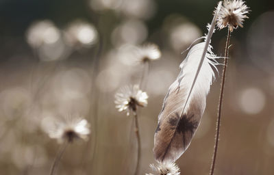 Close-up of wilted plant