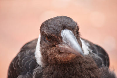 Close-up of magpie 