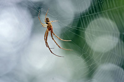 Close-up of spider on web