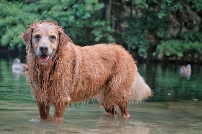 Portrait of dog standing in lake against trees