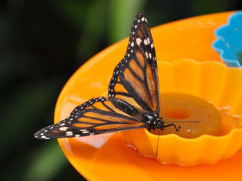 Close-up of butterfly on bird feeder