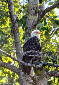 Bald eagle perching on tree