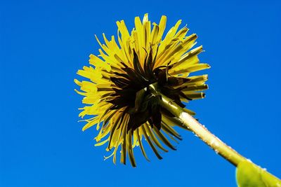 Close-up of sunflower