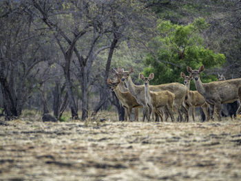 View of giraffe in forest