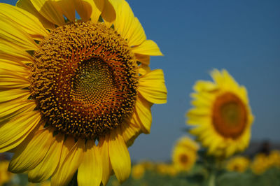 Close-up of yellow sunflower against sky