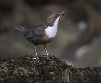 White-throated dipper hunting insect on rock