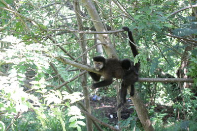 Low angle view of cat on tree