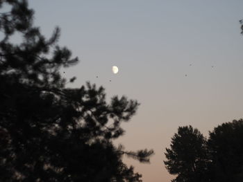 Low angle view of silhouette trees against sky at night