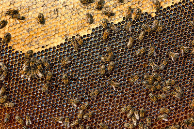 Close-up of bees on honeycomb