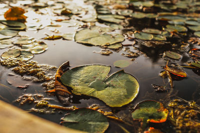 High angle view of leaves floating on water