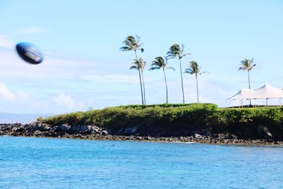 Palm trees by sea against sky