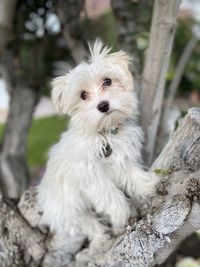 Dog in a tree