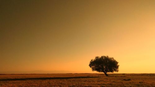 Silhouette tree on field against sky during sunset