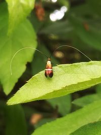 Close-up of insect on leaf