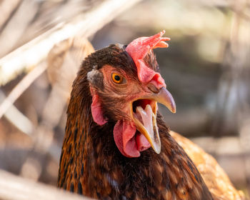 Close-up of rooster