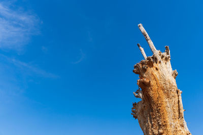 Low angle view of a tree trunk