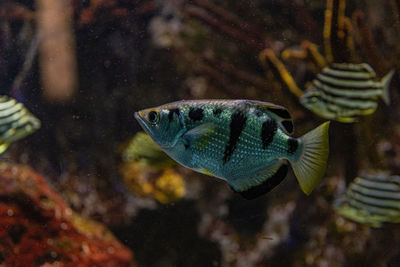 Close-up of fish swimming in sea