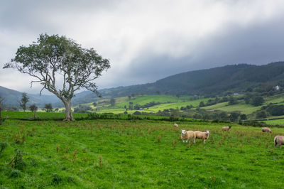 Sheep in a field