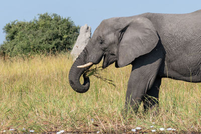 Close-up of elephant grazing on field