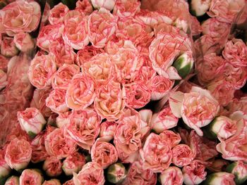 Full frame shot of pink roses