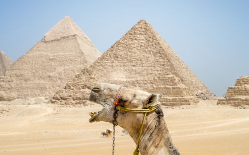 View of a horse on desert against sky