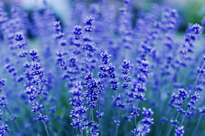 Close-up of purple flowers