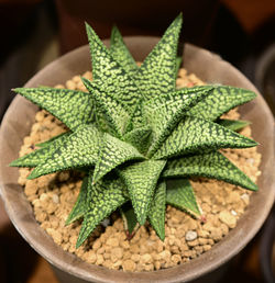 Close-up of plant