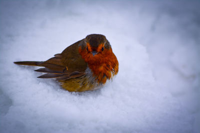 Bird perching on snow covered leaf during winter