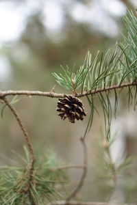 Close-up of insect on plant