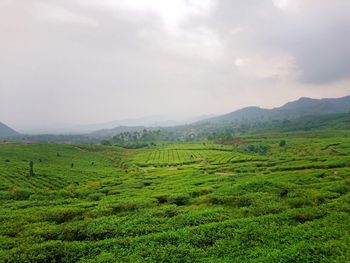 Scenic view of agricultural field of tea against sky in an asian country 