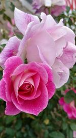 Close-up of pink flower