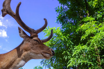 Low angle view of deer against sky