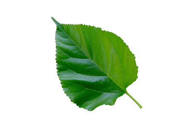 Close-up of fresh green leaves against white background