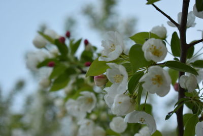 Close-up of white cherry blossom on tree